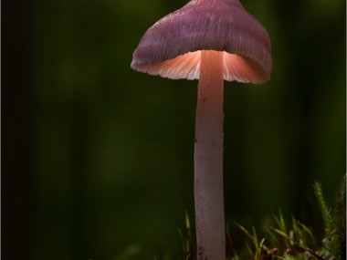 Bernd Rugemer – Magic Moonshroom photography