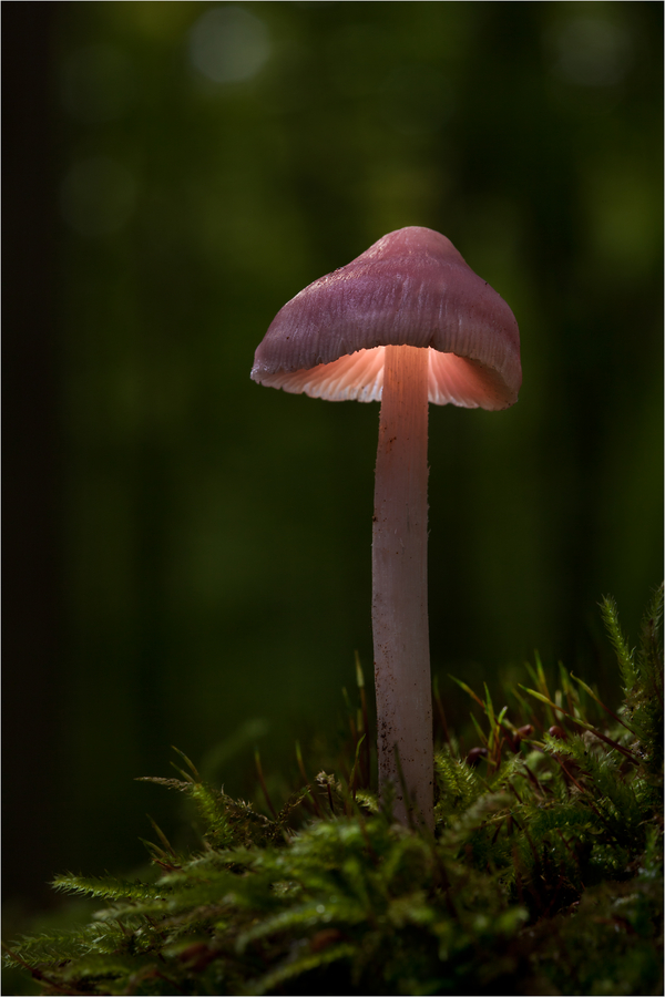 Bernd Rugemer – Magic Moonshroom photography