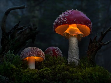 Bernd Rugemer – Magic Moonshroom photography