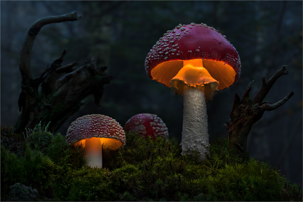 Bernd Rugemer – Magic Moonshroom photography