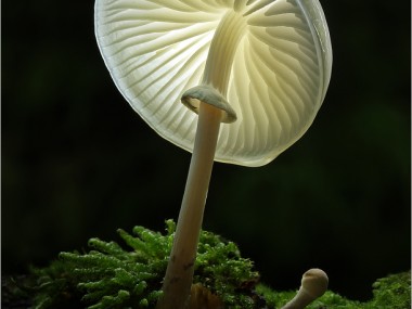 Bernd Rugemer – Magic Moonshroom photography