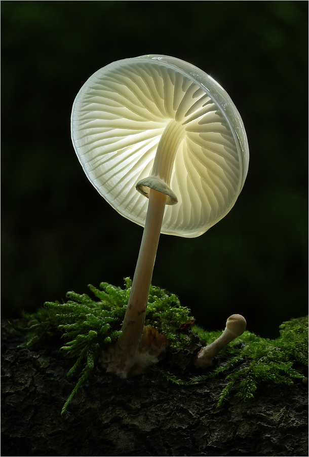 Bernd Rugemer – Magic Moonshroom photography