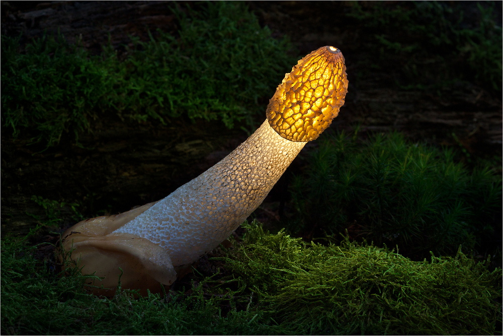 Bernd Rugemer – Magic Moonshroom photography