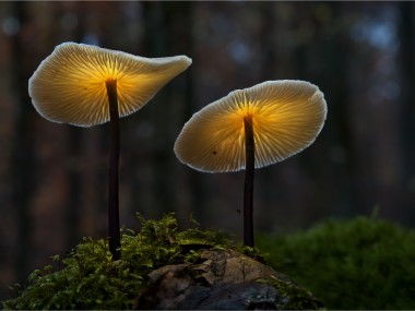 Bernd Rugemer – Magic Moonshroom photography