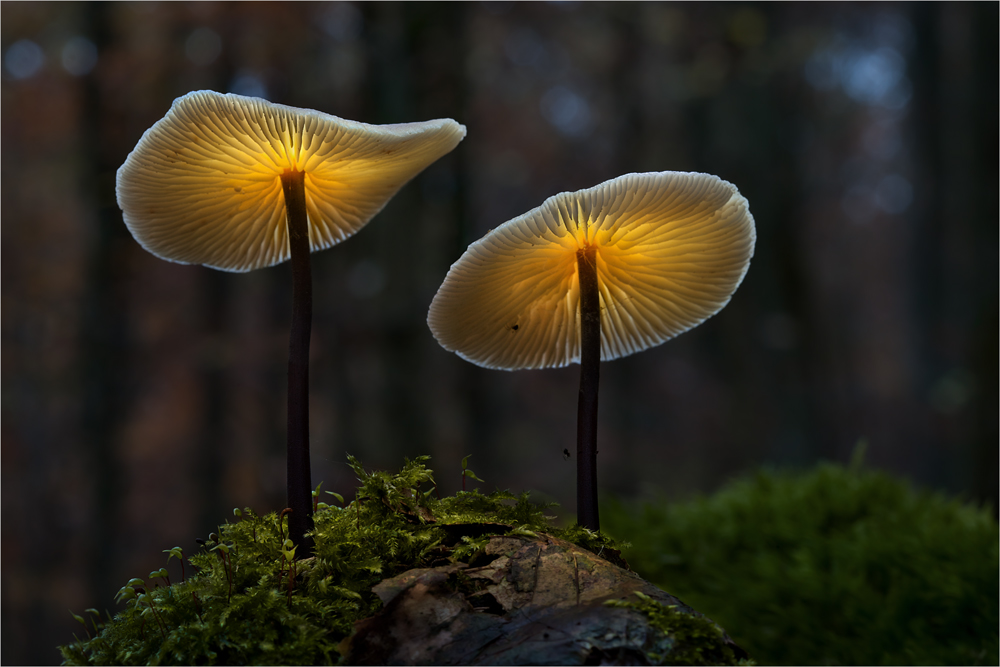 Bernd Rugemer – Magic Moonshroom photography