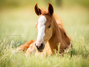 Raphael Macek – Photography horse