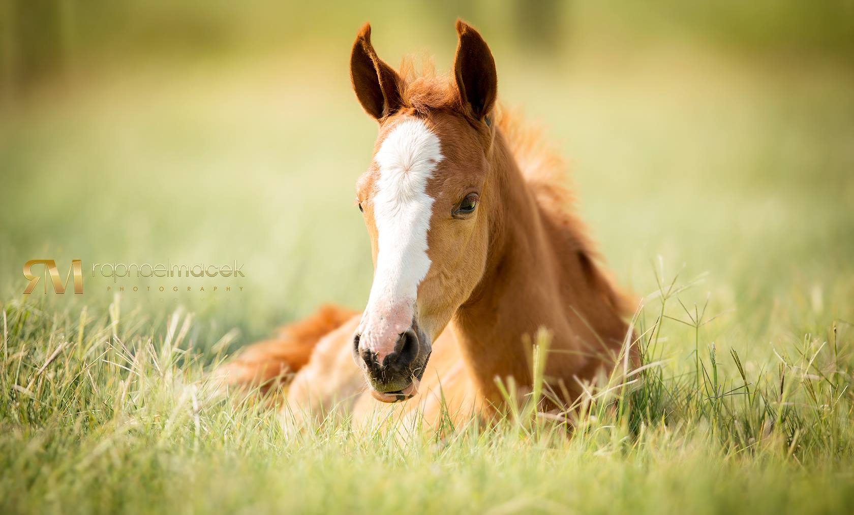 Raphael Macek – Photography horse