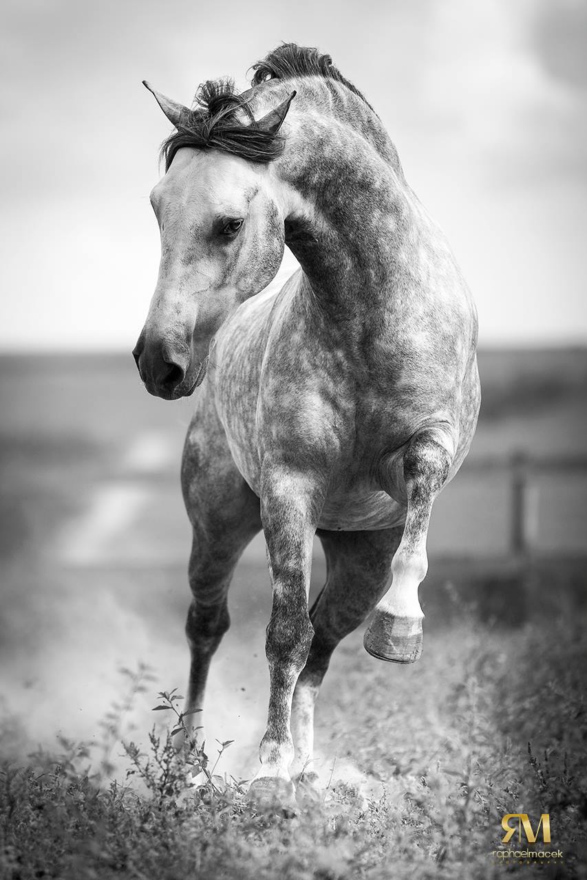 Raphael Macek – Horse Photography