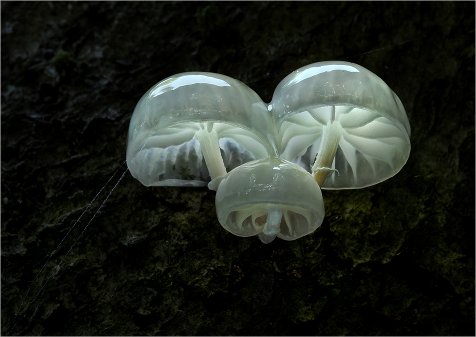 Bernd Rugemer – Moonshroom photographies