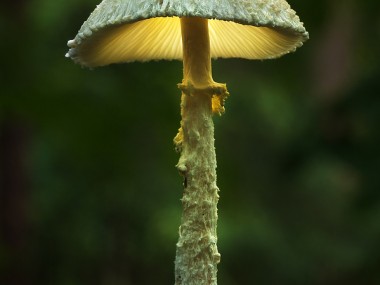 Bernd Rugemer – Magic Moonshroom photography