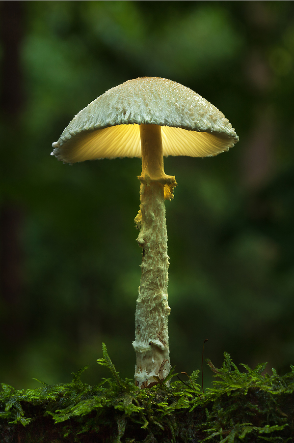 Bernd Rugemer – Magic Moonshroom photography