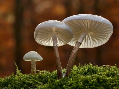 Bernd Rugemer – Moonshroom photographies