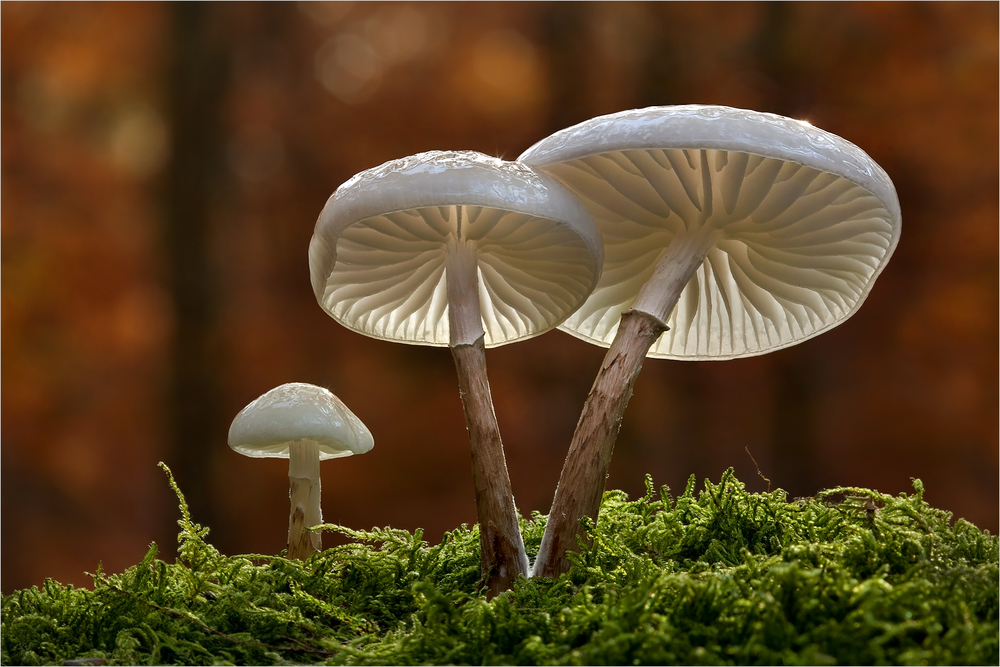 Bernd Rugemer – Moonshroom photographies