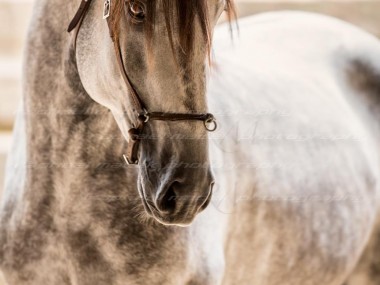 Raphael Macek Photography, horse