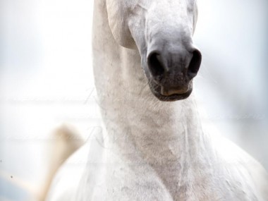 Raphael Macek Photography, horse