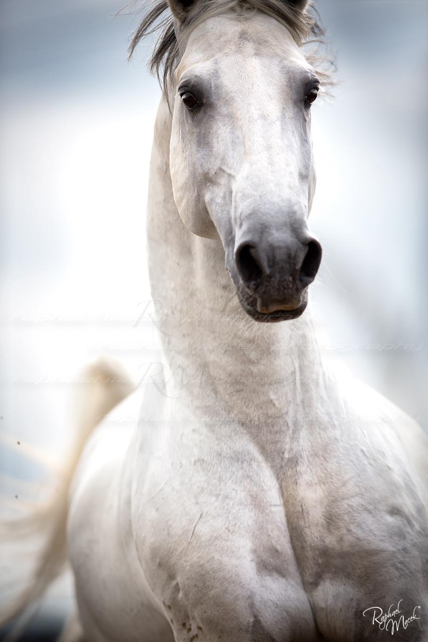 Raphael Macek Photography, horse
