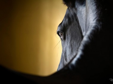 Raphael Macek Photography, horse