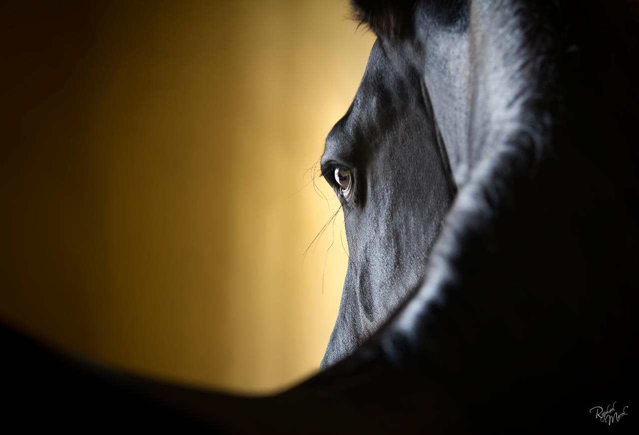 Raphael Macek Photography, horse