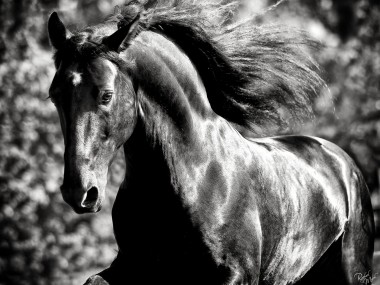 Raphael Macek Photography, horse