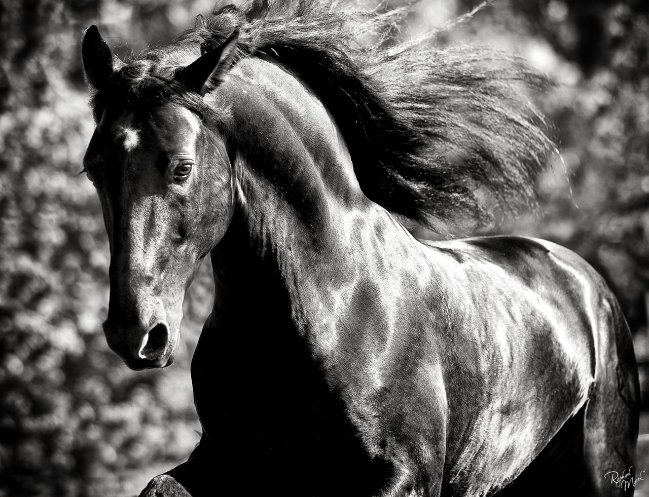 Raphael Macek Photography, horse