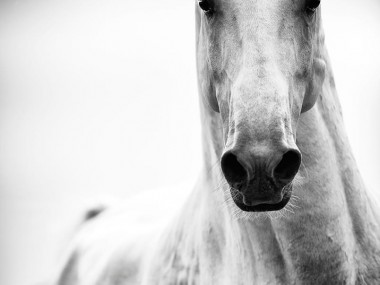 Raphael Macek Photography, chevaux