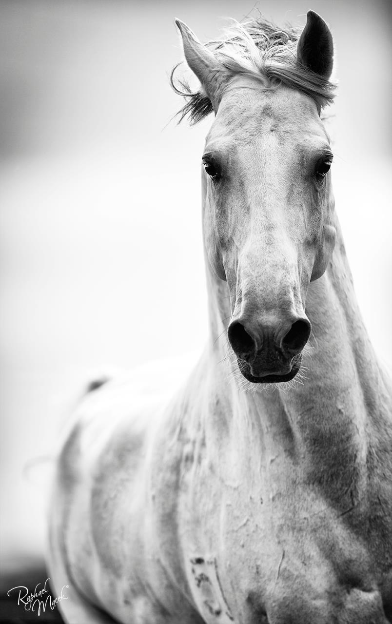 Raphael Macek Photography, chevaux