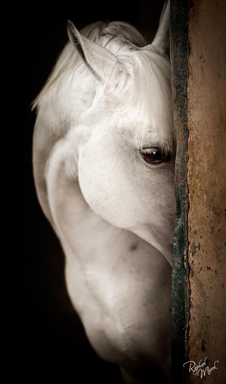 Raphael Macek Photography, horse