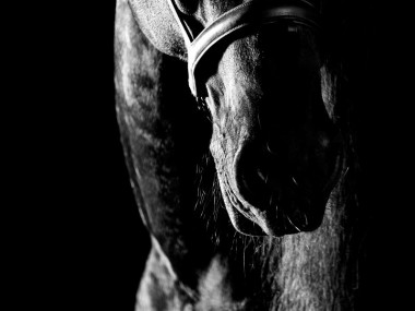 Raphael Macek Photography, horse