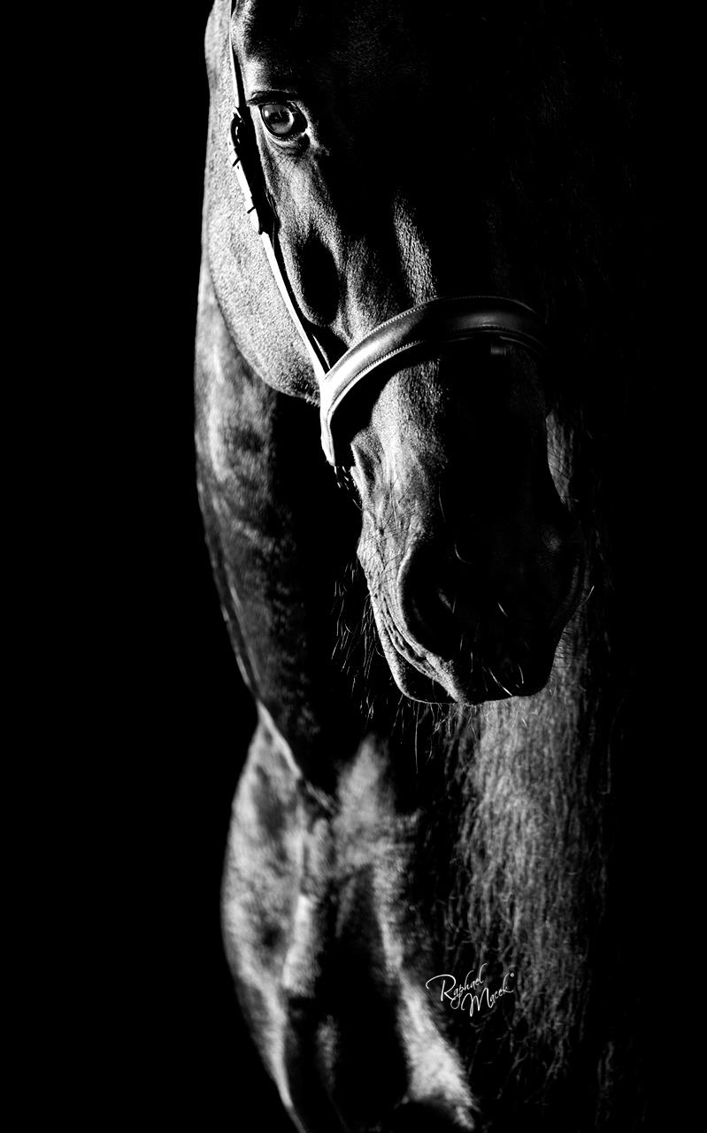 Raphael Macek Photography, horse