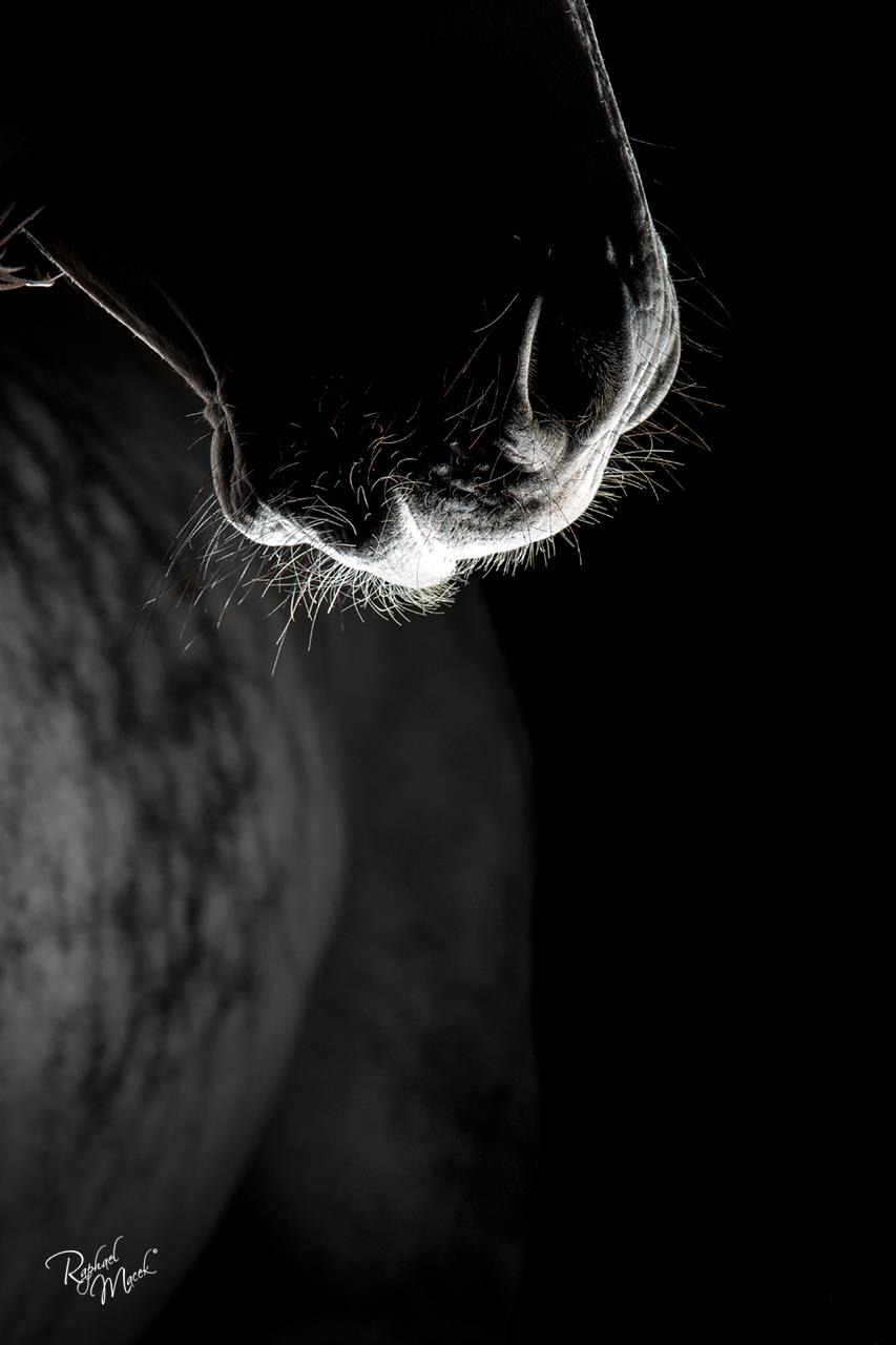 Raphael Macek Photography, horse