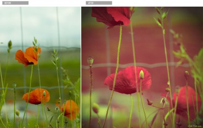 Photos Coquelicots retouches [2o1o]