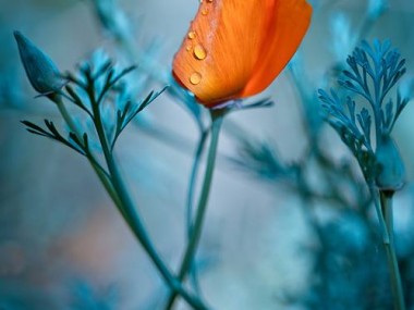 MAGDA WASICZEK FOTOGRAFIA – fleurs