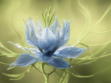 Mandy Disher