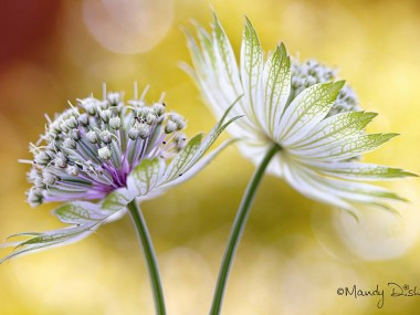 Mandy Disher – fleur Astrantia