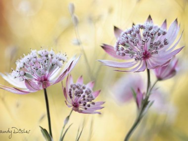 Mandy Disher – fleurs Astrantia