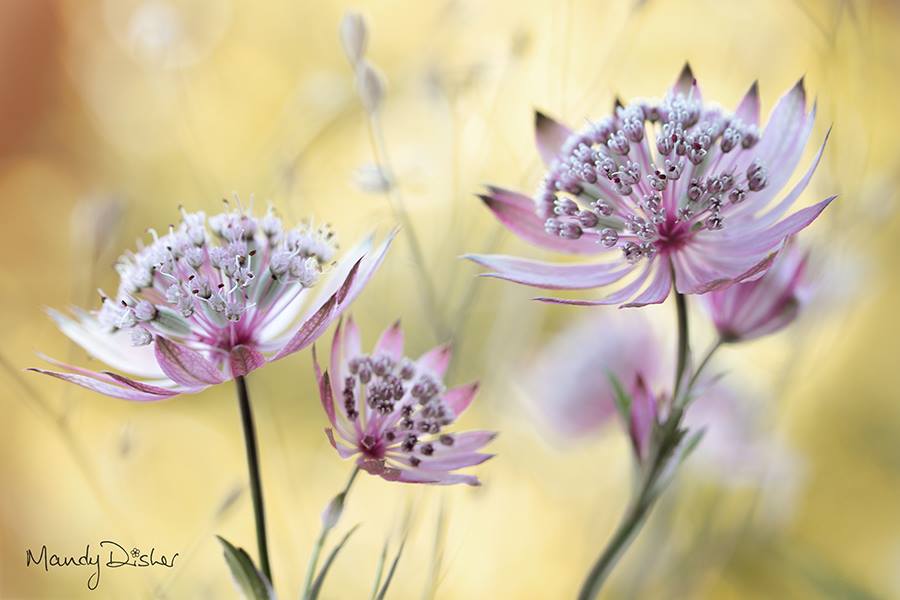 Mandy Disher – fleurs Astrantia