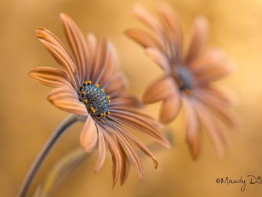 Mandy Disher – fleur Cape Daisies