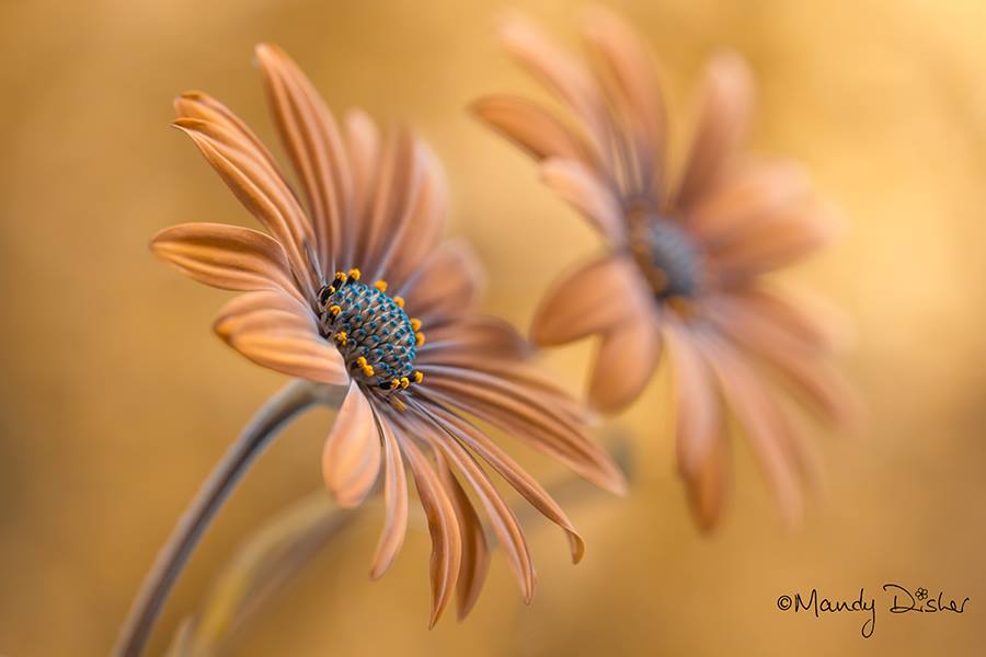 Mandy Disher – fleur Cape Daisies