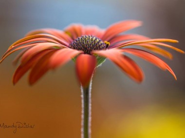 Mandy Disher – fleur Daisies photo