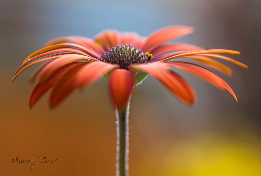 Mandy Disher – fleur Daisies photo