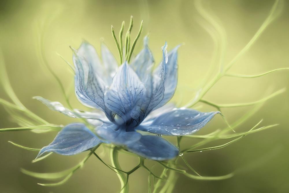 Mandy Disher