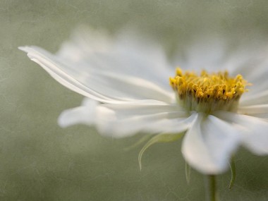 Mandy Disher photo