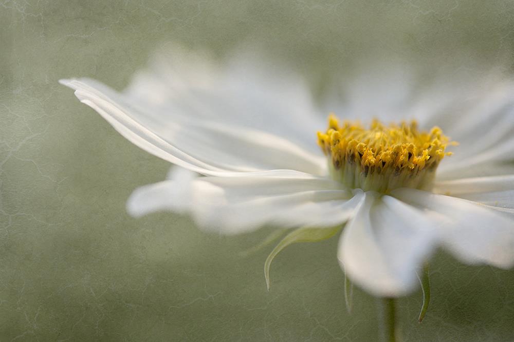 Mandy Disher photo