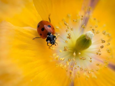 Mandy-Disher macro photo