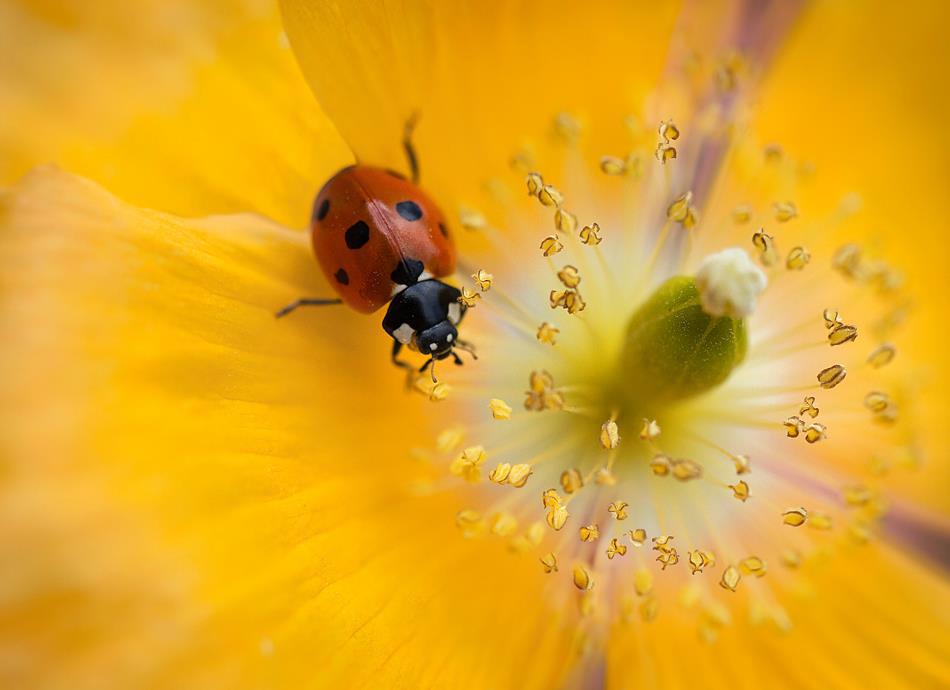 Mandy-Disher macro photo