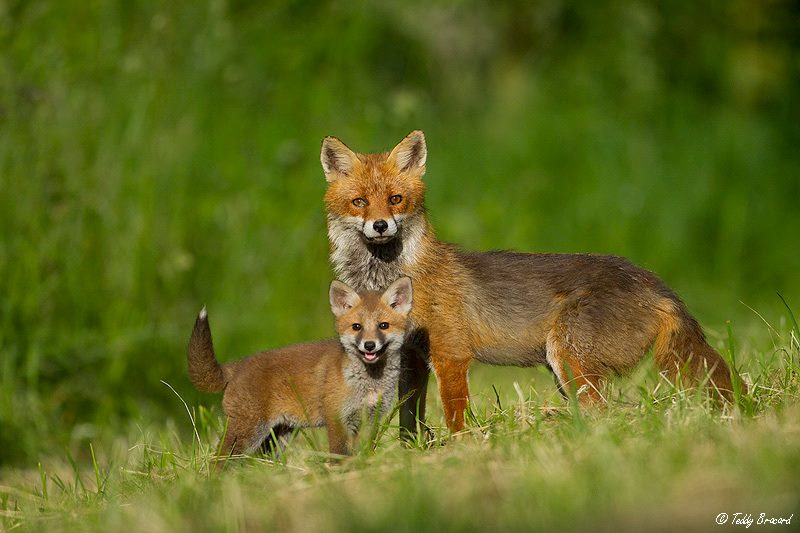 Teddy-Bracard-renard