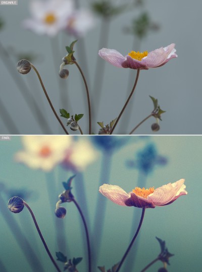 Avant / Apres – Retouche photos – Ambiance fleur « Anémone du japon »