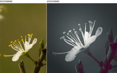 Avant / Apres – Retouche photos – Fleurs de printemps
