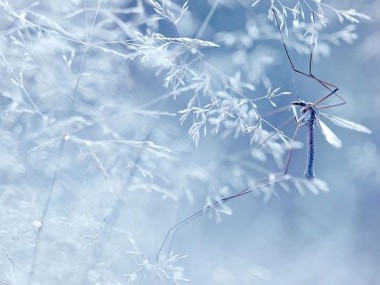 photo hiver macro-Magdalena Wasiczek