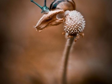 Escargot Magdalena Wasiczek